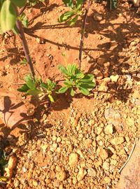 High angle view of plants