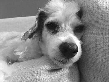 Close-up portrait of dog