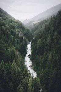 High angle view of river amidst trees at forest