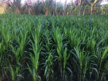 Close-up of wheat field