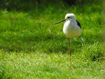 Bird perching on a field