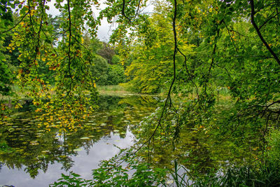 Scenic view of lake amidst trees in forest