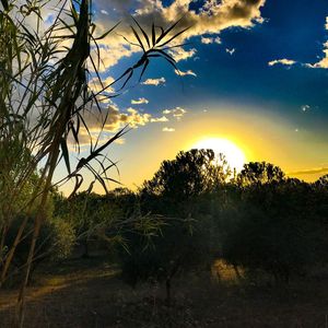 Trees on landscape against sky at sunset