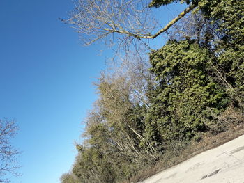 Low angle view of trees against clear blue sky