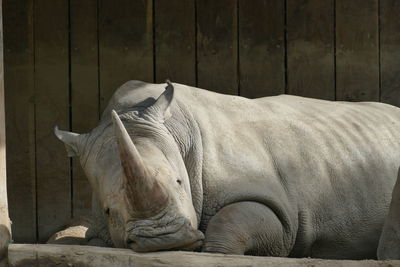 Portrait of a rhino lying down against wooden background