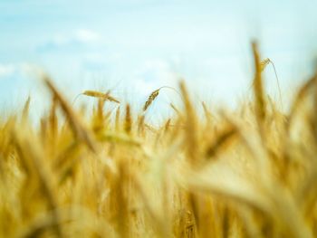 Close-up of stalks in field against sky