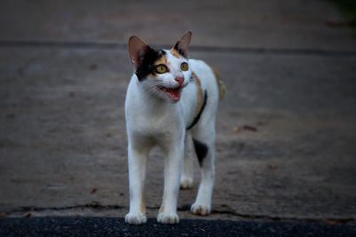 Close-up of cat standing on road