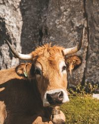 Cow in a field