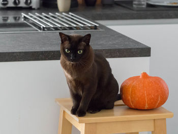 Portrait of cat sitting on table