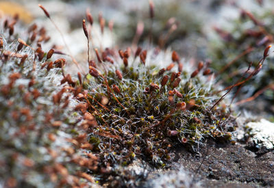 Close-up of plants on field during winter