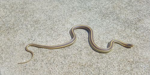 High angle view of snake on street