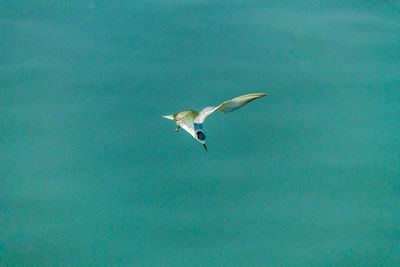 Seagull flying over sea