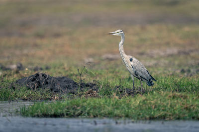 Gray heron standing on field
