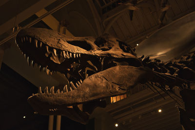 Close-up of dinossaur t-rex