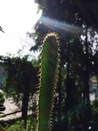 Close-up of fern