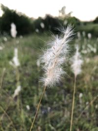 Close-up of dandelion on field