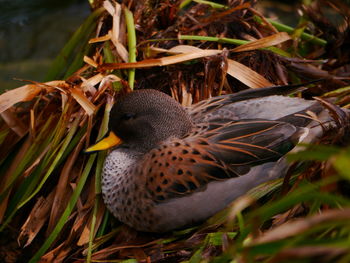 High angle view of duck on field