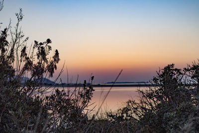 Plants by seascape during sunset