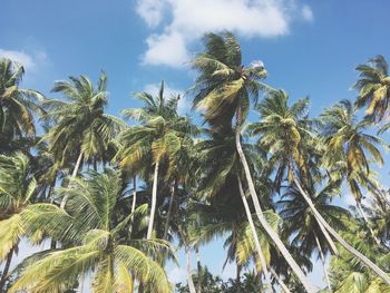 Low angle view of palm trees against sky