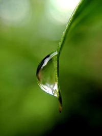 Close-up of water drop on leaf