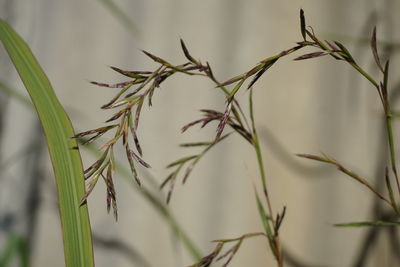 Close-up of fresh plants