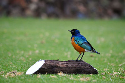 Bird perching on a field