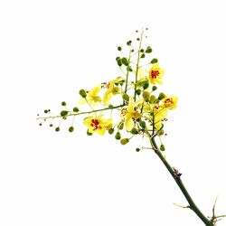 Low angle view of plant against white background