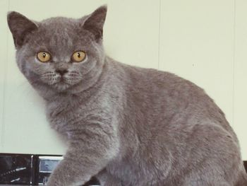 domestic cat