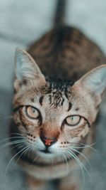 Close-up portrait of a cat