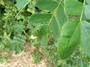 High angle view of green leaves