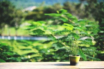 Potted plant on table against trees