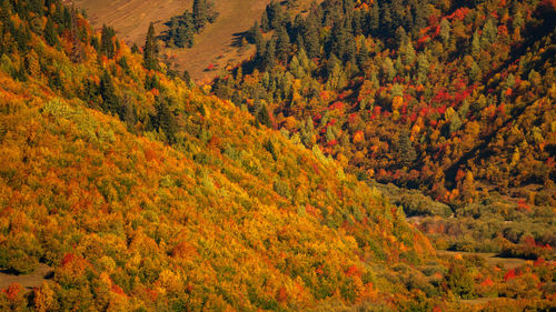 High angle view of trees in forest during autumn