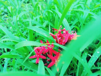 Close-up of red flowers blooming outdoors