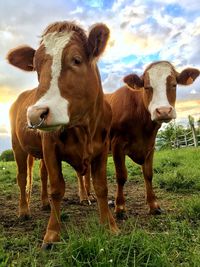 Cow standing in a field