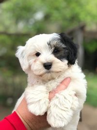 Close-up of a dog