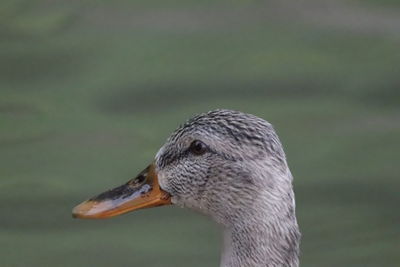 Close-up of duck