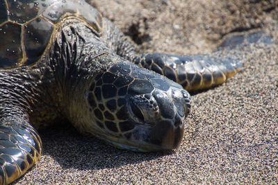 Close-up of turtle on sand