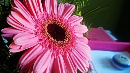 Close-up of pink flower