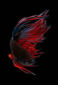 Close-up of fish swimming in water against black background