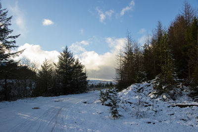 Trees against sky during winter