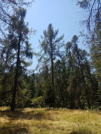 Trees growing in forest against sky