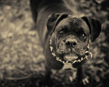 Close-up portrait of dog against blurred background