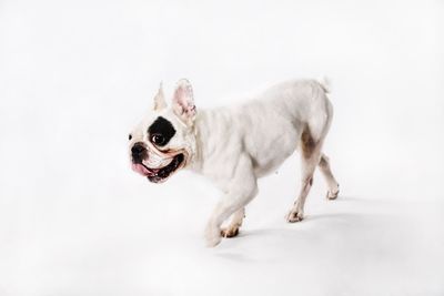 Dog against white background