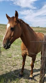 Horse standing in field