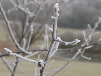 Close-up of frozen plant