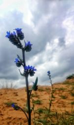 Close-up of purple flower on field against sky