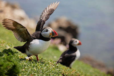 Puffin standing on a rock cliff . fratercula arctica 