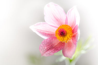 Close-up of pink flower