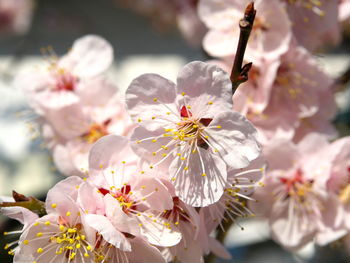 Close-up of cherry blossom