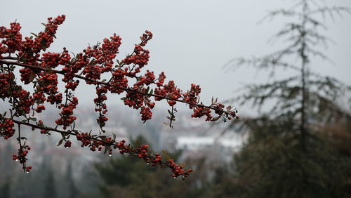 Low angle view of cherry blossoms against sky